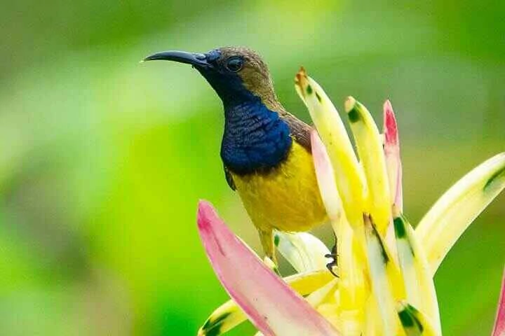 Plain-backed Sunbird